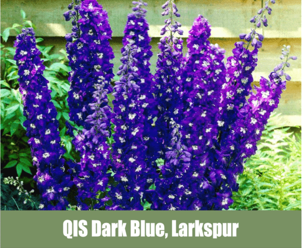 QIS Dark Blue, Larkspur, Delphinium consolida